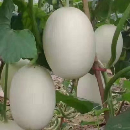 小白皮甜瓜苗 玉菇甜瓜苗 绿宝苗羊角蜜甜瓜苗批发