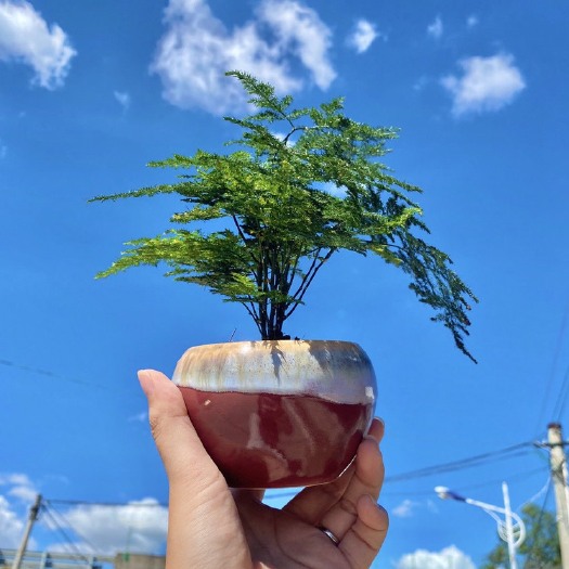漳州 福建漳州文竹