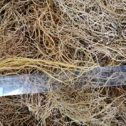 临沧云南临沧龙胆草选货新货
