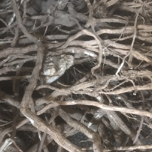 临沧黄花倒水莲产地供应大货更优惠