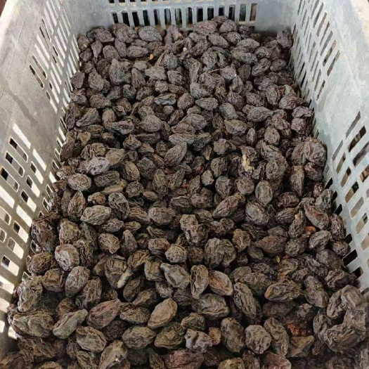 伽师县话梅  精品西梅干自然烘干房伽师县本地西梅