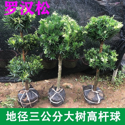 永春县中叶罗汉松  罗汉松树本土罗汉松品种雀舌带土带叶正宗大基地一手货源批发