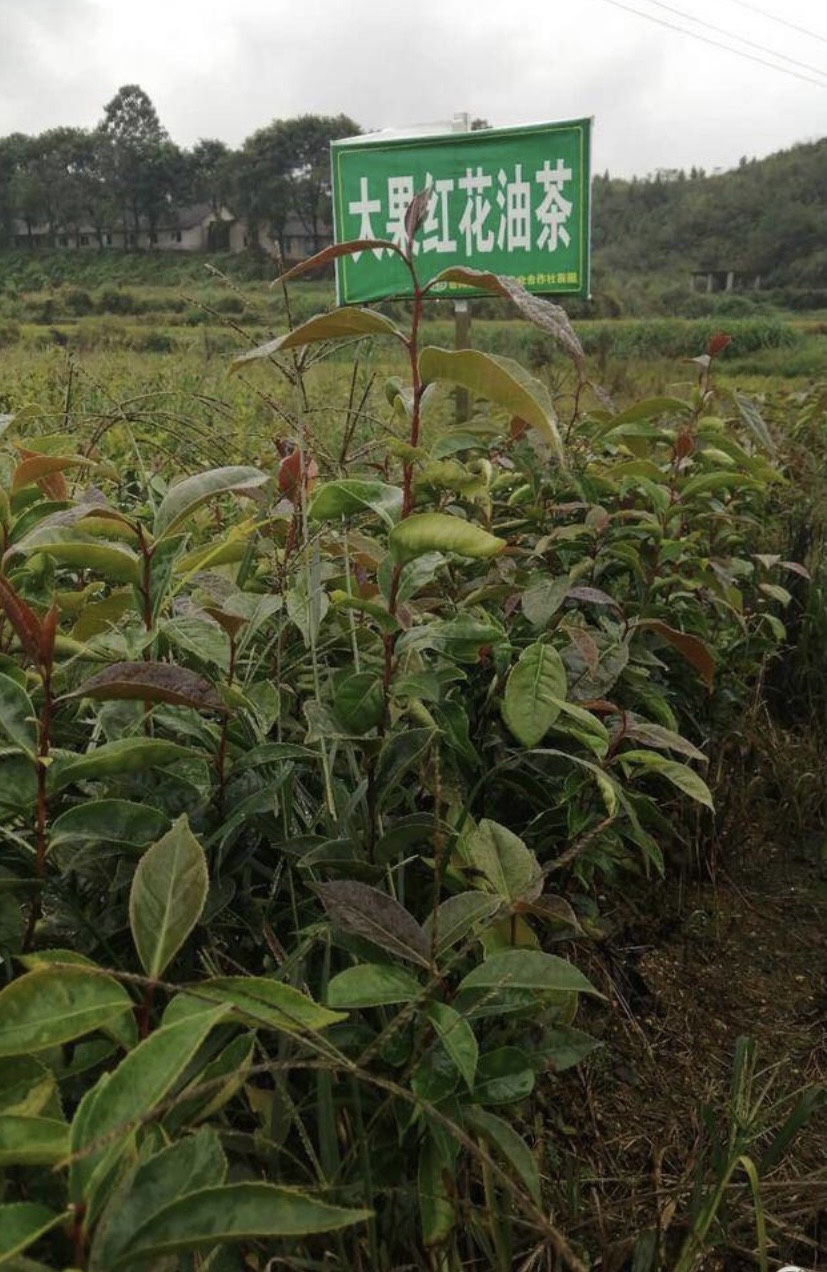 大果红花油茶  油茶树 大红花油茶树