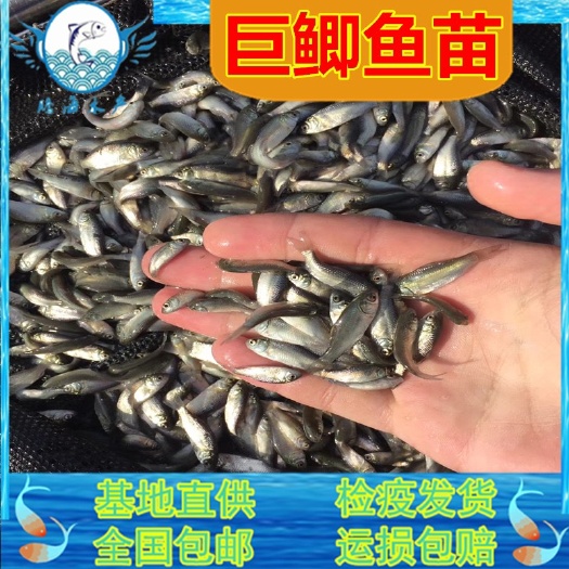 清远鲫鱼苗 快大鲫鱼苗 中科5号鲫鱼水花和寸苗批发 巨鲫鱼5倍体