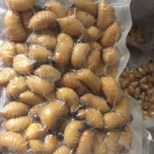 兴业县竹虫 竹笋虫 竹蛆 商品虫。 熟冻 冰鲜真空包装 全国包邮