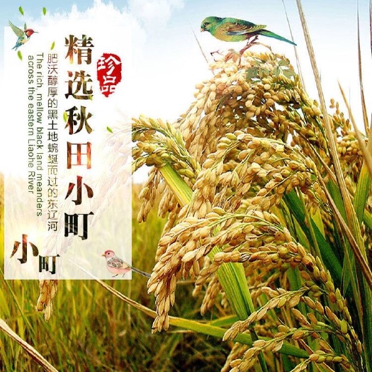 梨树县 东北吉林精选凤至秋田小町珍珠米(5kg)10斤装