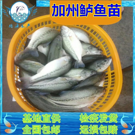 清远加州鲈鱼苗 训化吃料鲈鱼苗 寸苗批发 优鲈3号鲈 鲈鱼水花批