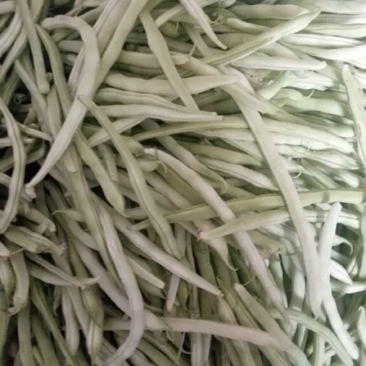 宁城县白条豆角  精品豆角，各种市场超市，产地直供  质量保证