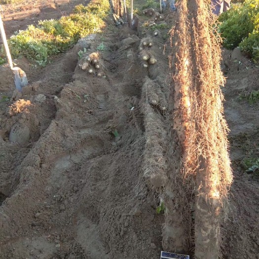 巨野县日本白山药 大漠山药
