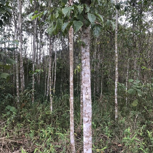 平果市 出售:秋枫树苗
