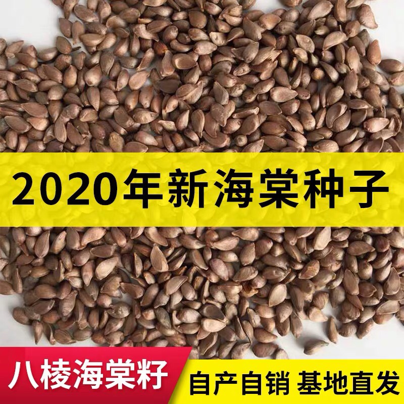 宁海县新采林木种子海棠种子垂丝海棠八棱海棠种子北美海棠种籽海棠净籽
