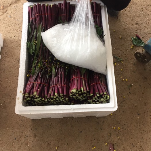 红菜苔现货 湖北当阳红菜苔大量上市  产地直销 可视频看货