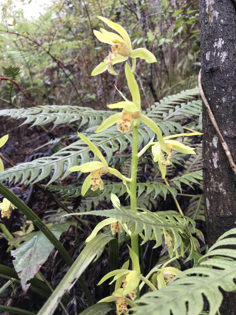 蕙兰2-10苗连体批发