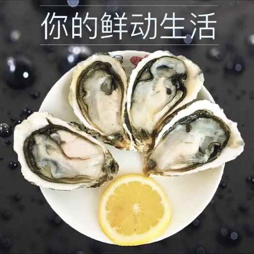 乳山牡蛎 福建生蚝乳山生蚝批发中心
