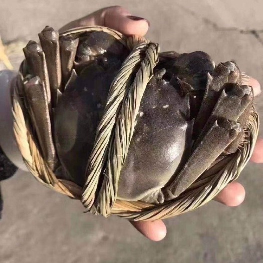 无锡生态大闸蟹  常年供应大闸蟹，蟹黄，小海鲜，欢迎新老客户洽谈合作！