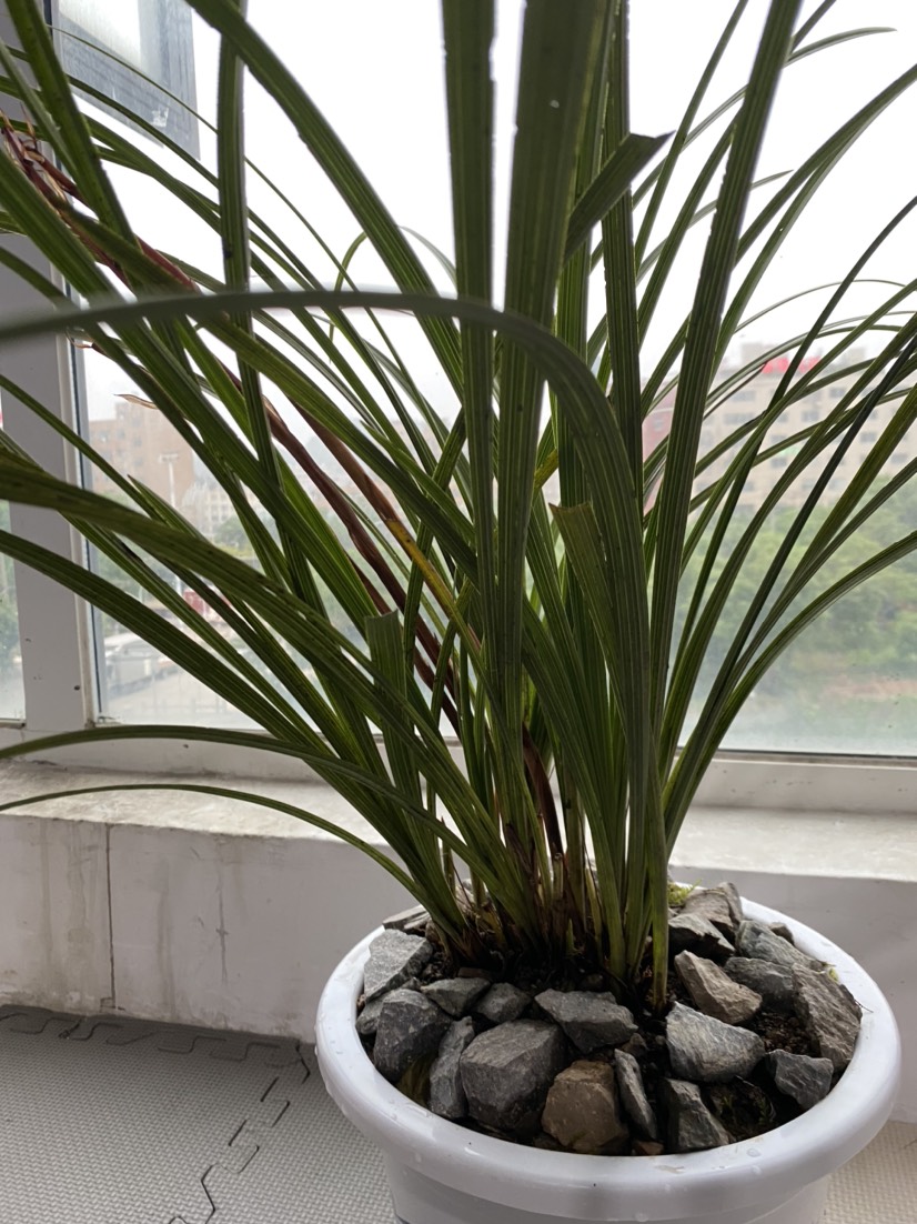 蕙兰2-10苗连体批发