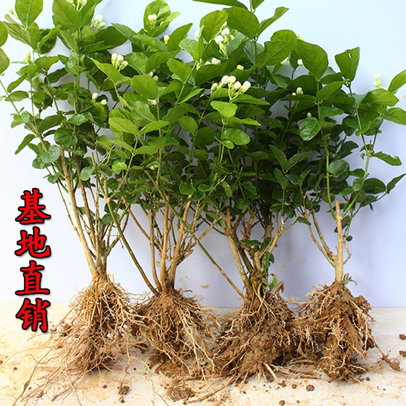 横州市横县茉莉花苗，零售，批发，基地直销，2年苗，3年苗，老桩，