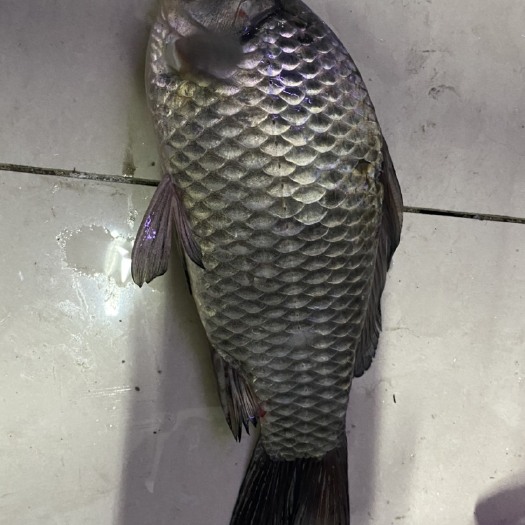 泰州乌头鲫 鲫鱼批发价格私聊