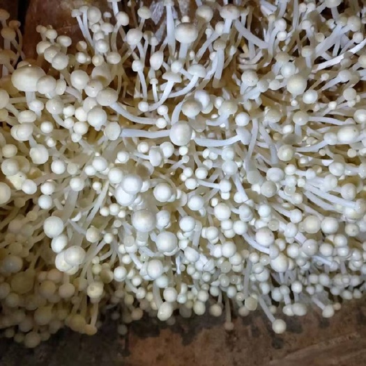 宿州黄金针菇  金针菇通货    小菜通货  小包装  大批量批发