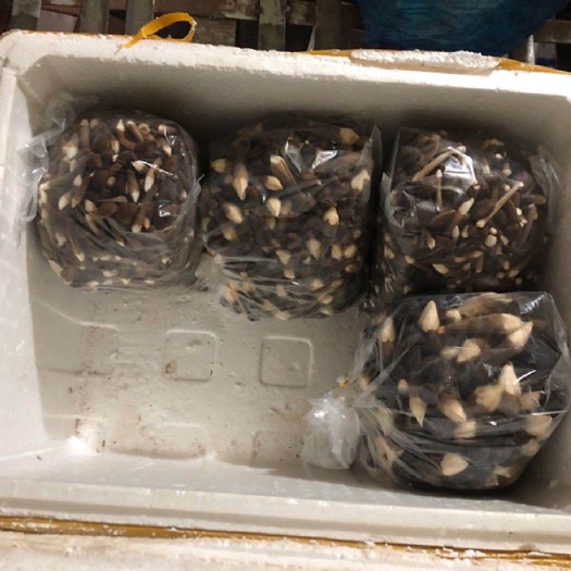 宜春 宜丰新鲜鸡枞菌，产量10万斤，月底出菇