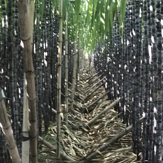广州黑皮甘蔗 市场货 黑色 