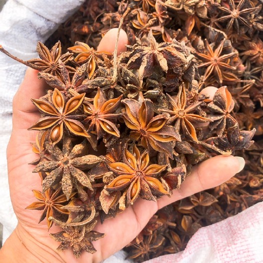 玉林包邮广西新货大红八角秋果干枝大料香料大茴茴香无硫全干水烫直销