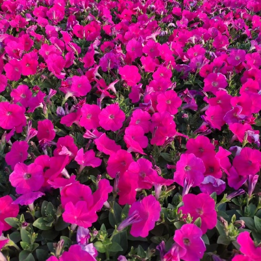 佛山矮牵牛花