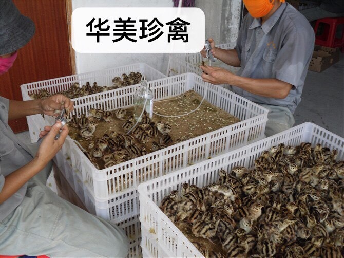 江门 七彩山鸡苗，全国包邮发货，每5天一批