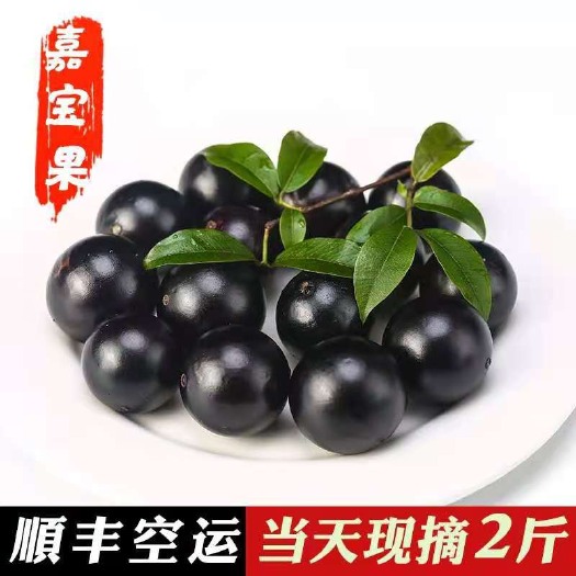 漳州树葡萄水果新鲜水果嘉宝果水果20年老树