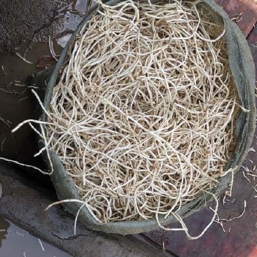 长顺县野生鱼腥草 鱼腥草