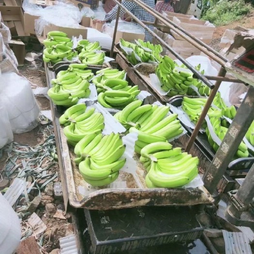 金平县云南原产地基地香蕉 常年供应基地香蕉