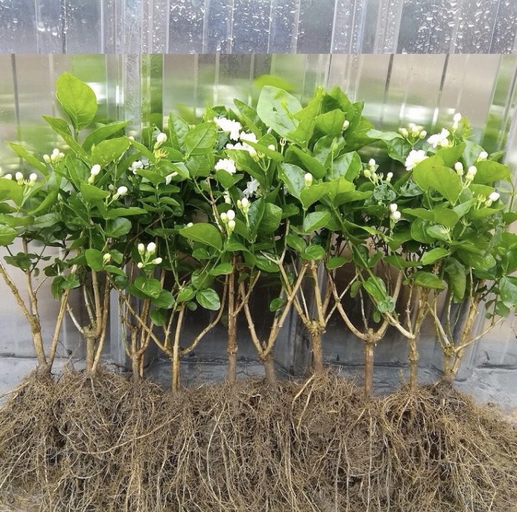 横州市横县茉莉花苗，零售，批发，基地直销，2年苗，3年苗，老桩。