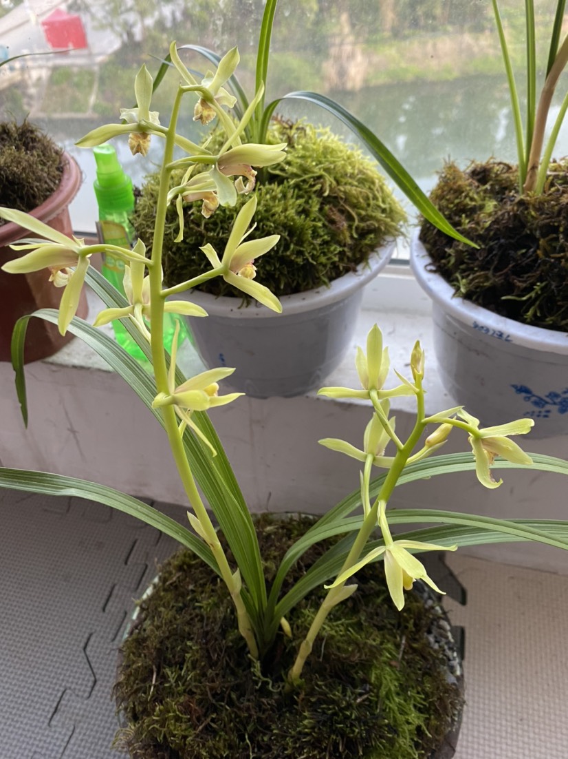 蕙兰2-10苗连体批发