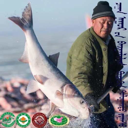 前郭县雄鱼 花鲢 查干湖胖头鱼4斤一条