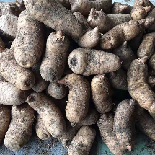 宁强县自产自销鲜天麻大量上市，量大价优哦