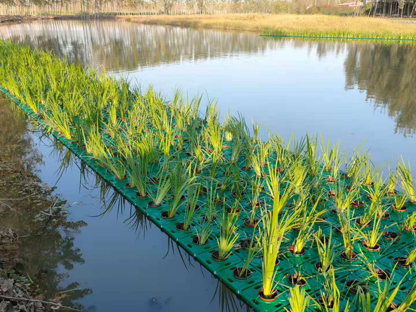 水上种稻子的浮床图片