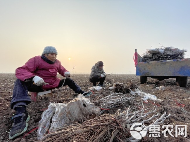 蟠枣苗  超大型千亩蟠枣产业园 育苗基地直供蟠枣树苗 蟠枣接穗