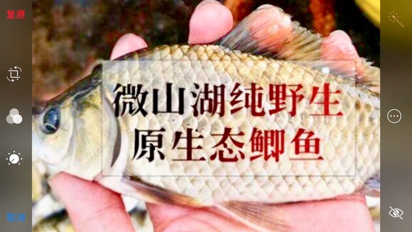 上海池塘鲫鱼 绿色食品