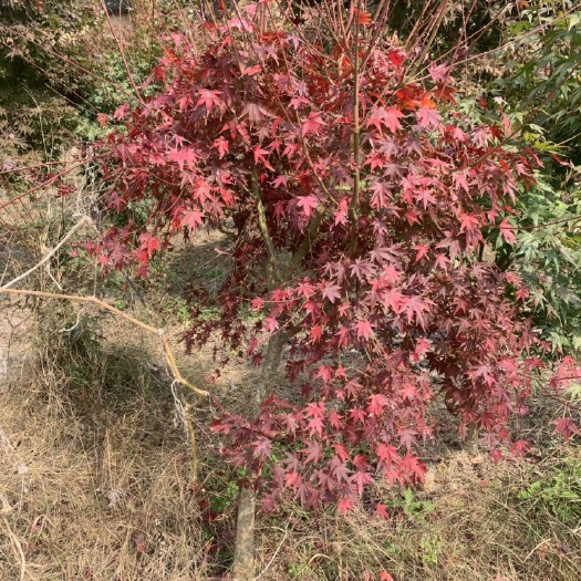 小叶鸡爪槭，小叶鸡爪槭树