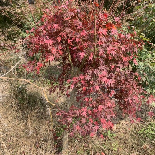 新昌县小叶鸡爪槭，小叶鸡爪槭树