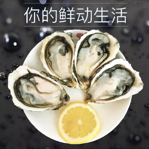 北京乳山牡蛎 福建生蚝乳山生蚝批发中心