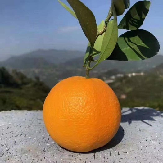 秭归县秭归脐橙 地头通货 