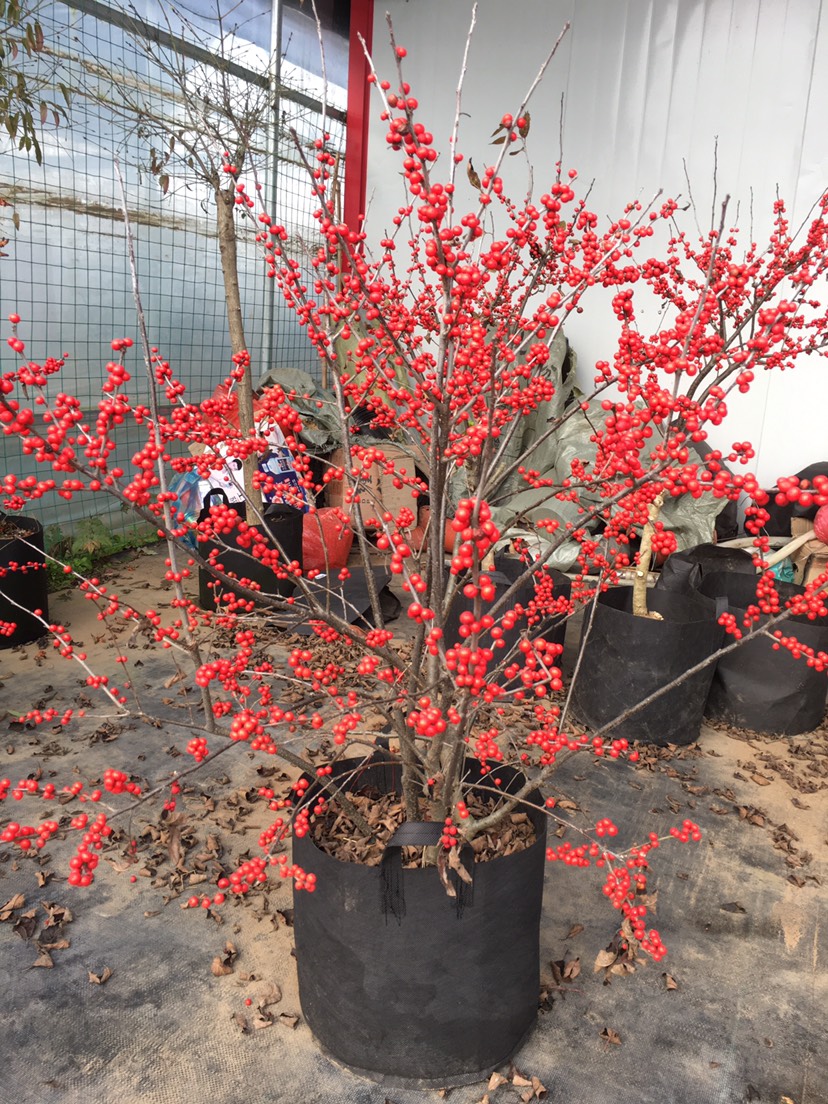 北美冬青树苗绿植物盆栽室内盆景红果花灌木花卉客厅轮生园林景观