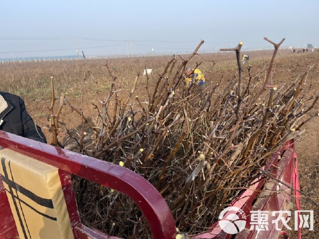 蟠枣苗  超大型千亩蟠枣产业园 育苗基地直供蟠枣树苗 蟠枣接穗