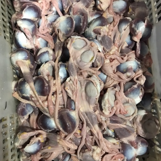 佛山鹅胗 新鲜鹅肾