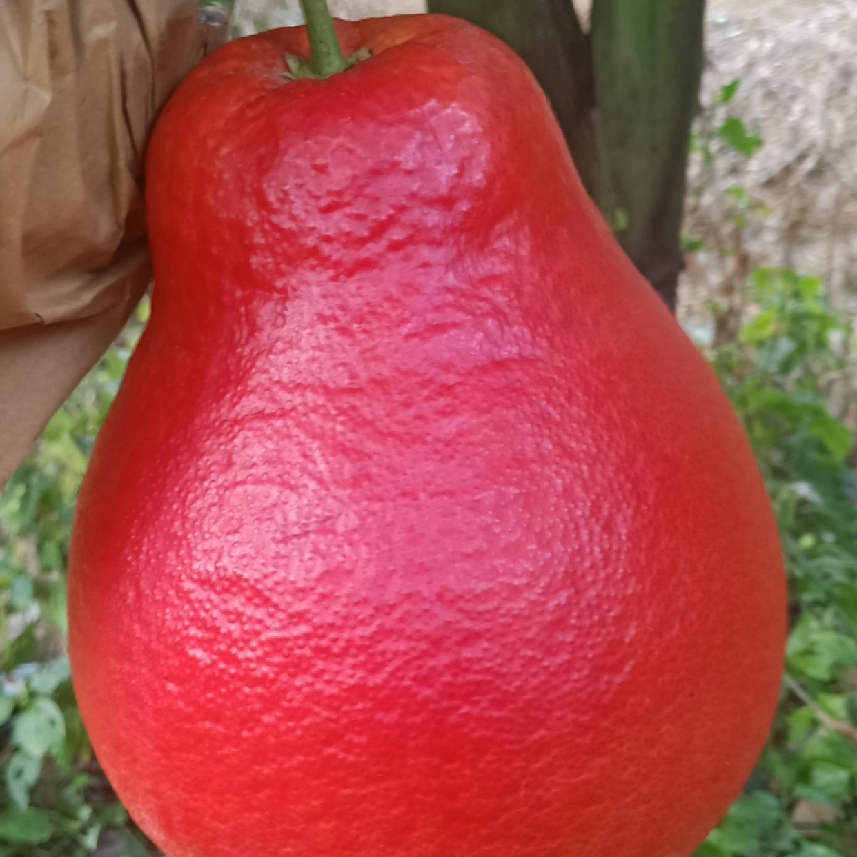 福建柚子苗泰國紅寶石青柚暹羅紅泰國三紅