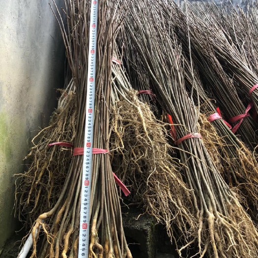 恩施市黄柏种苗 黄檗苗 黄柏苗 黄菠萝苗 黄柏树苗 黄菠萝树苗绿化行道树