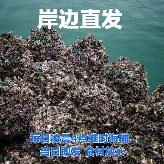 唐县乳山牡蛎 福建生蚝乳山生蚝批发中心