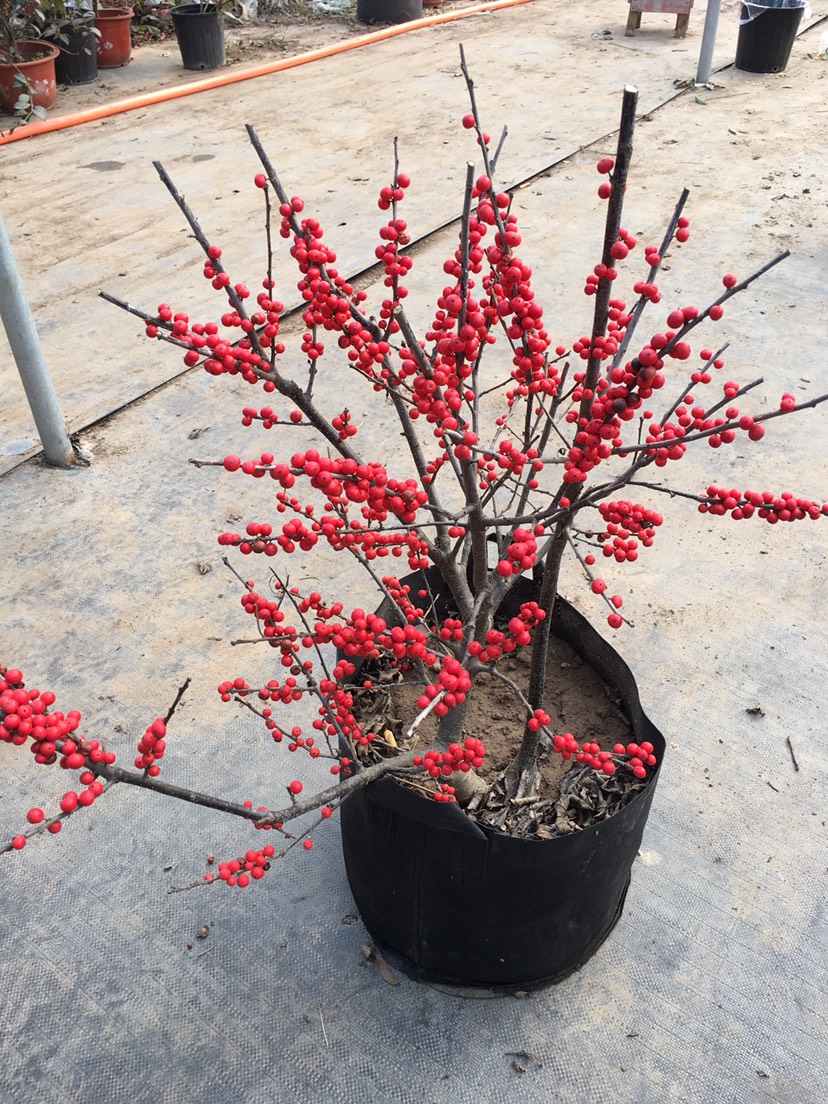 北美冬青树苗绿植物盆栽室内盆景红果花灌木花卉客厅轮生园林景观