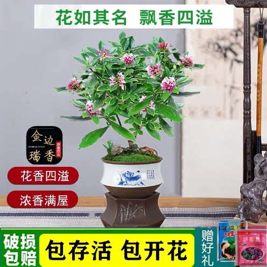 宁海县金边瑞香盆栽室内盆栽秋天开花冬天开花期长高端好看盆景香气浓郁